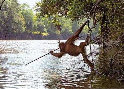 一只野生雄猩猩竞然会使用用树枝做成的“长矛”来捕鱼