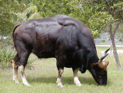 世界上最大的野牛