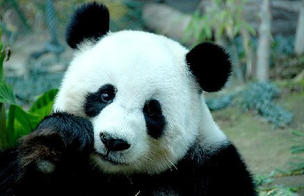 世界上最稀有的动物—大熊猫