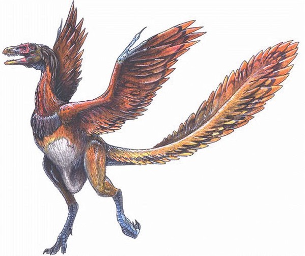 最早的鸟类—始祖鸟