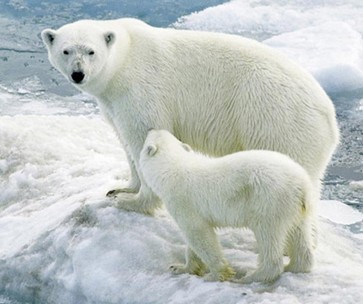 北极熊是北极的霸主