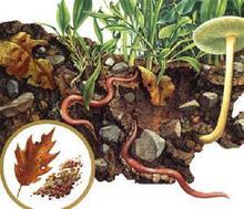 为什么蚯蚓能改良土壤?</