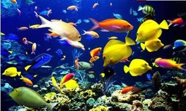 鱼类为什么能在水中兴旺发达