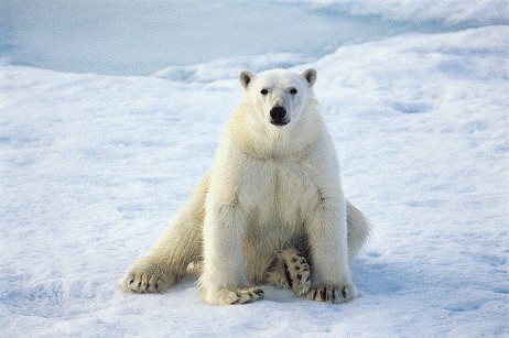 哺乳动物,北极熊