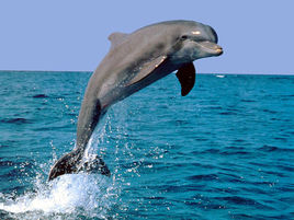 人类在海洋中的朋友-海豚