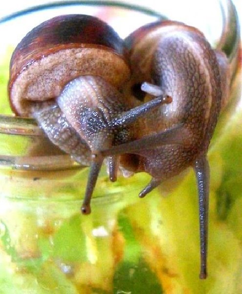 蜗牛与蛞蝓交配