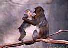 大猩猩图片-大猩猩交配