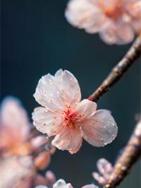 谭欢陆霆钧